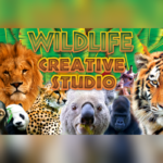 Wildlife Creative Studio PC Steam CD Key